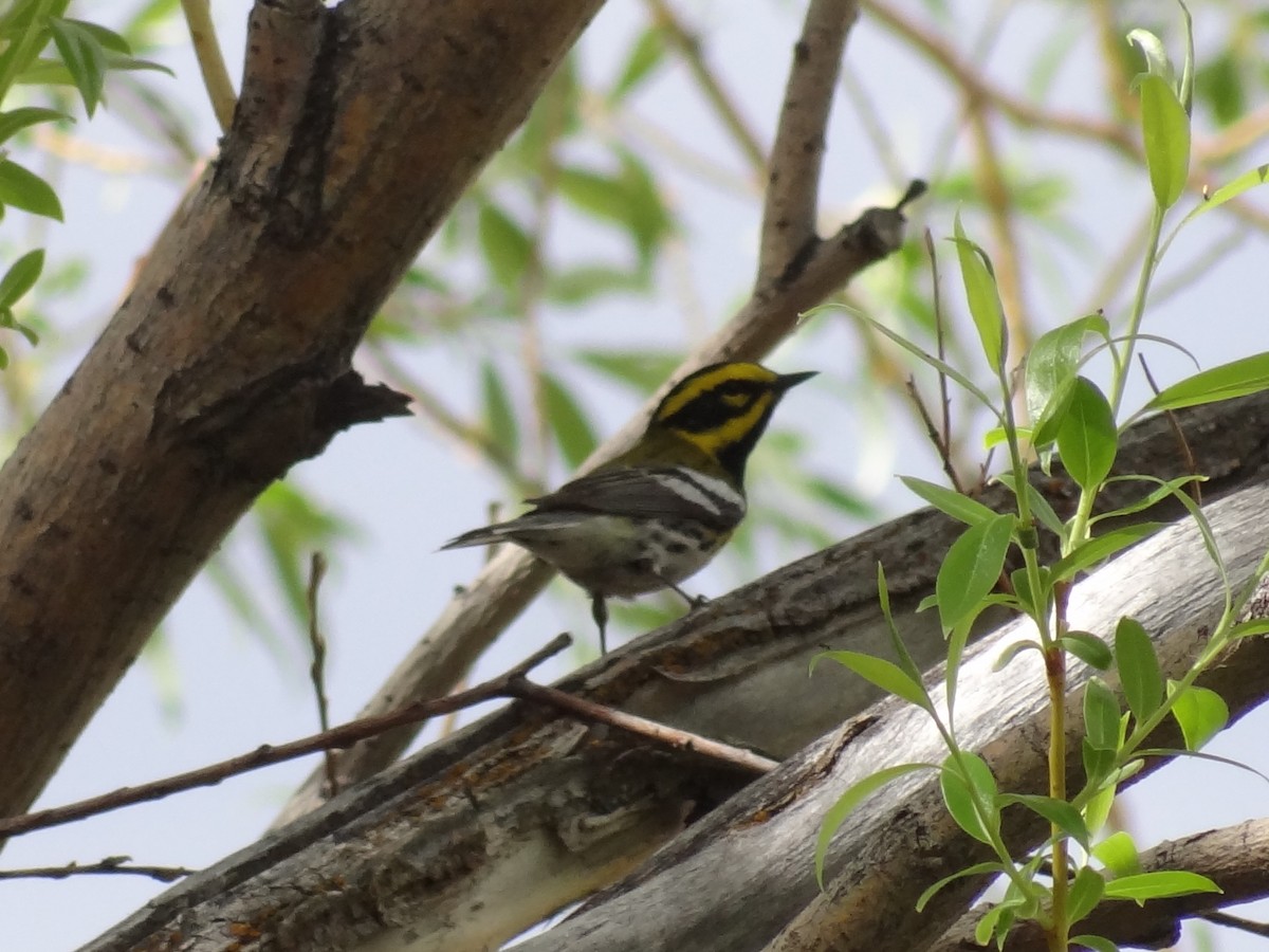 Townsend's Warbler - ML139065341