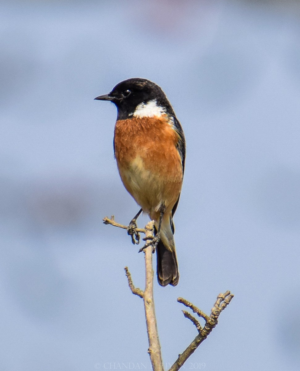 Siberian Stonechat - ML139065801