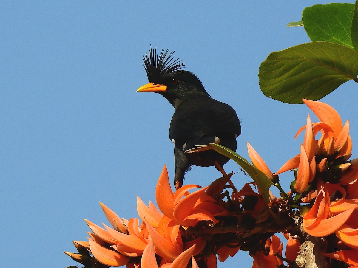 Great Myna - ML139066261