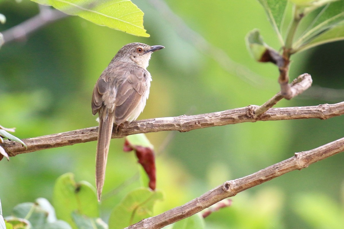 Brown Prinia - ML139066281