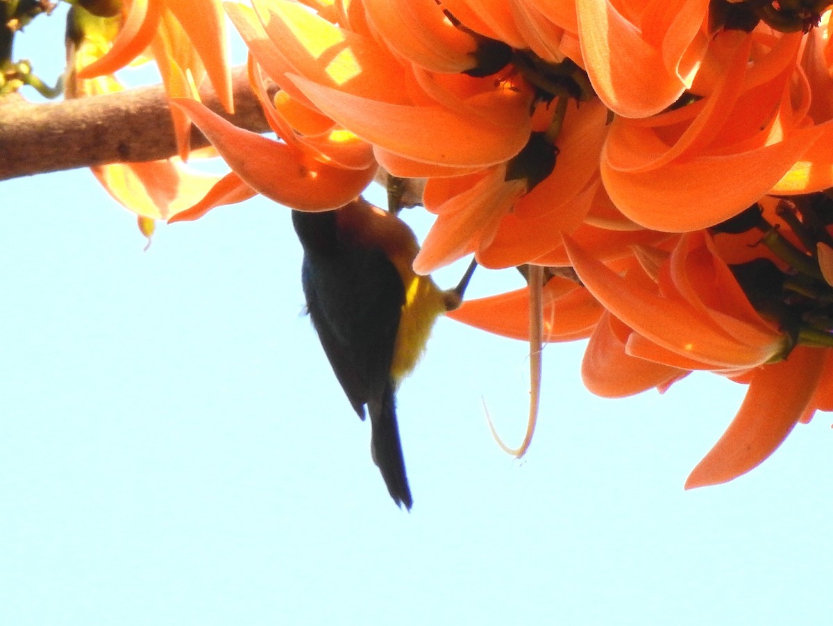 Ruby-cheeked Sunbird - ML139066291