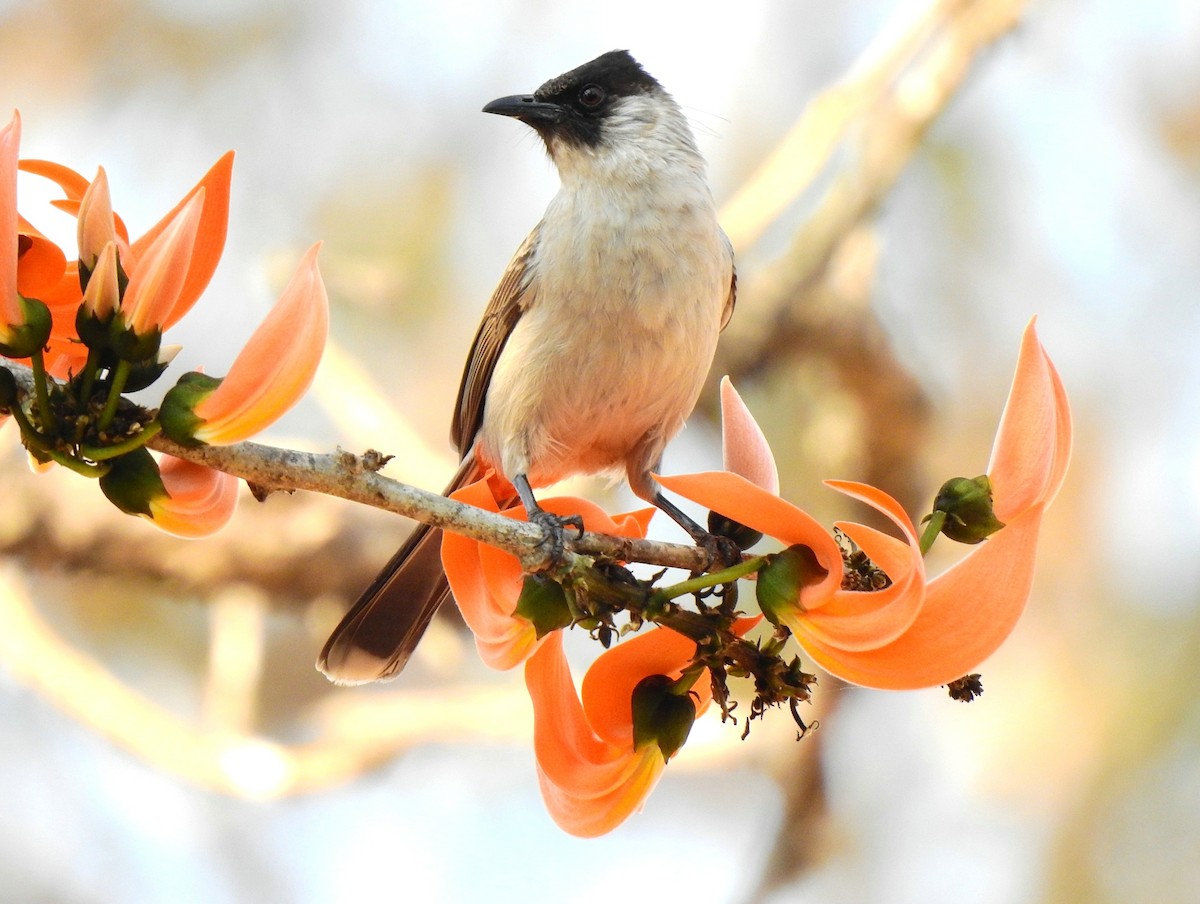 Bulbul Ventridorado - ML139066481