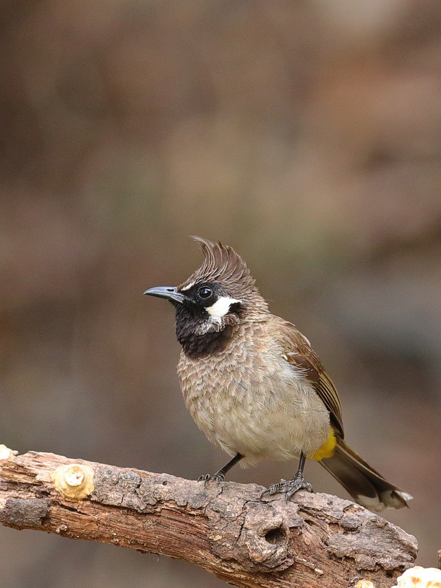 Himalayan Bulbul - ML139066941