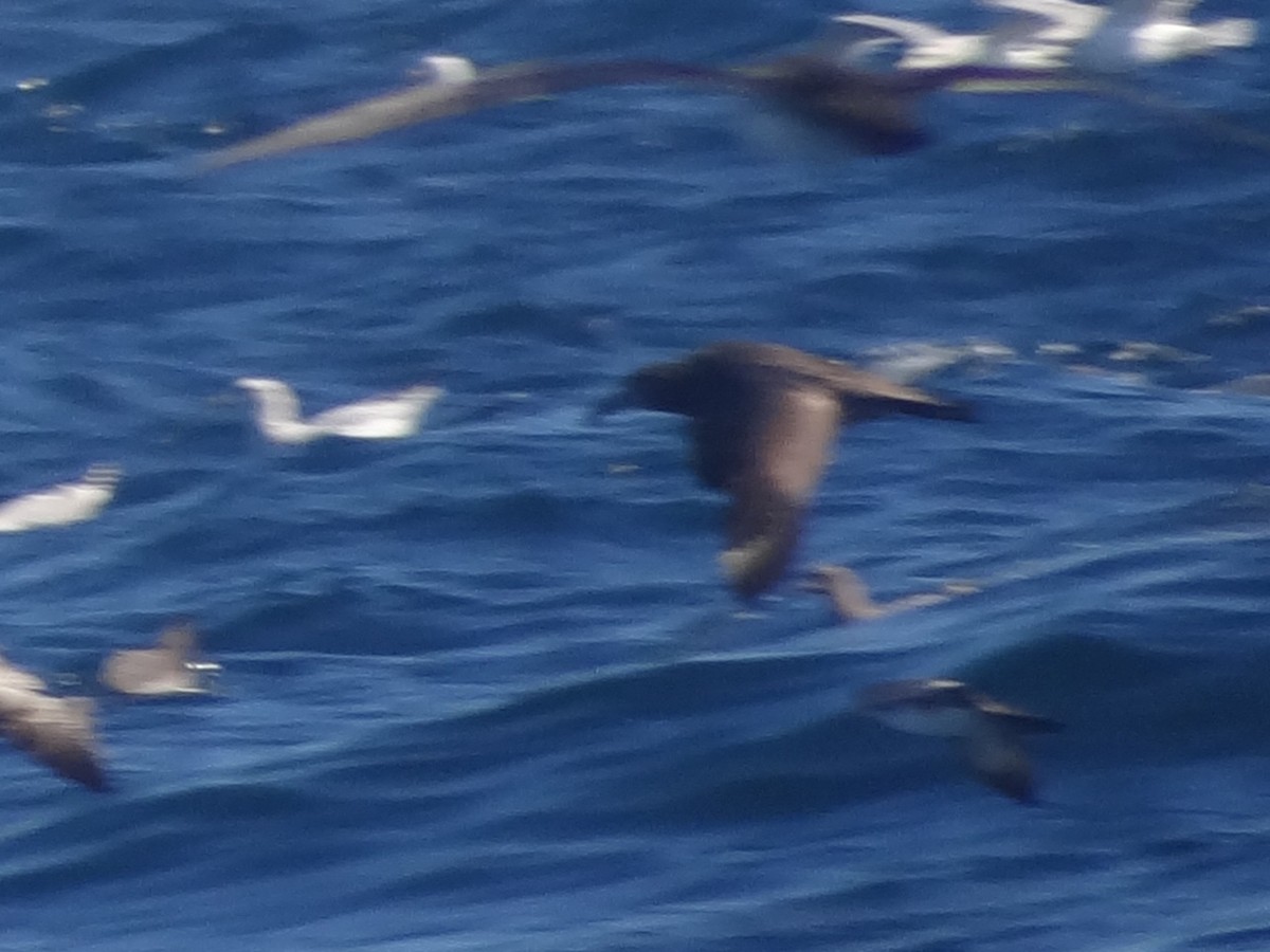 South Polar Skua - ML139066951