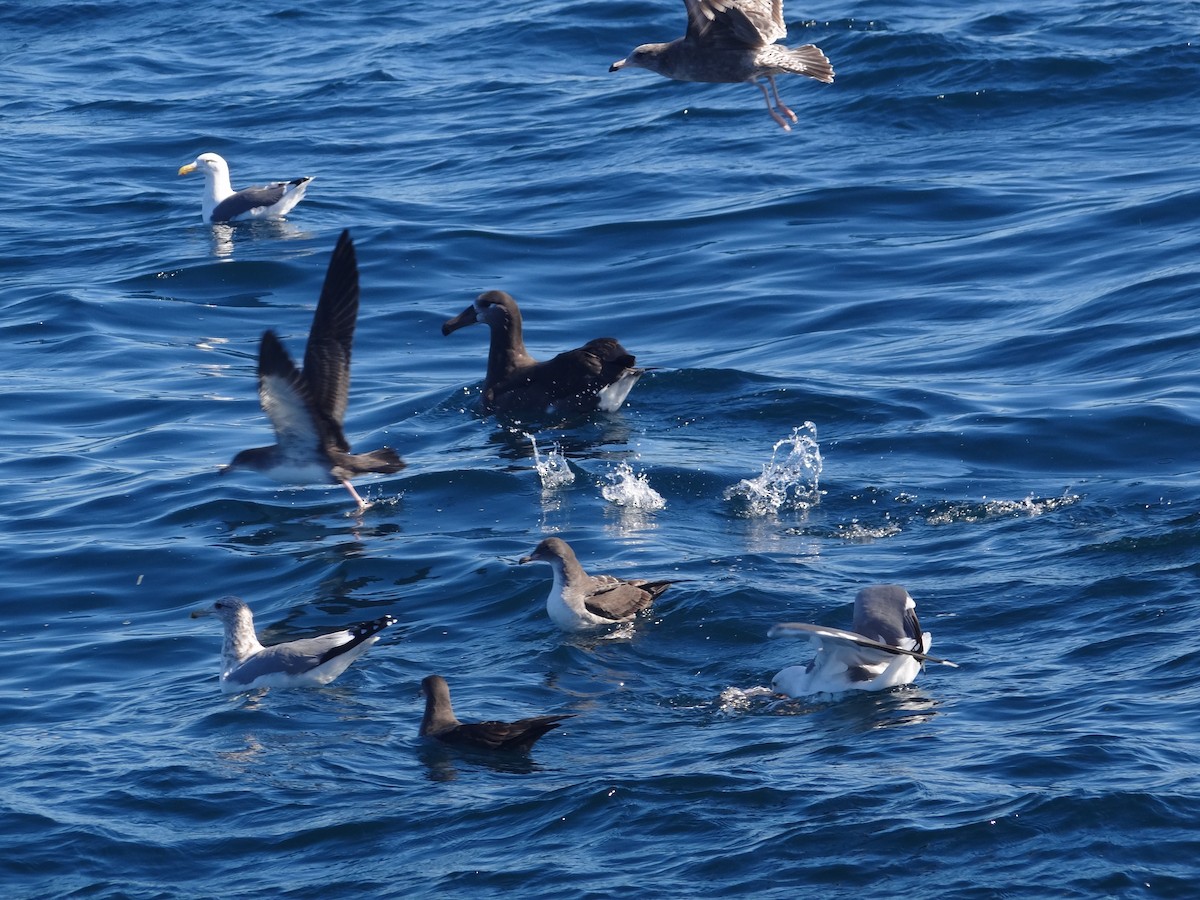 Black-footed Albatross - ML139066961
