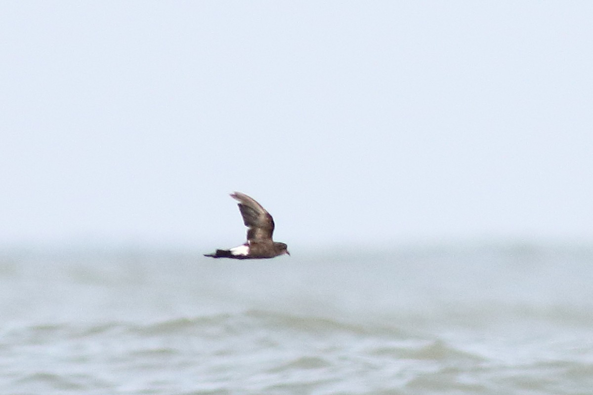 Wilson's Storm-Petrel - ML139067341