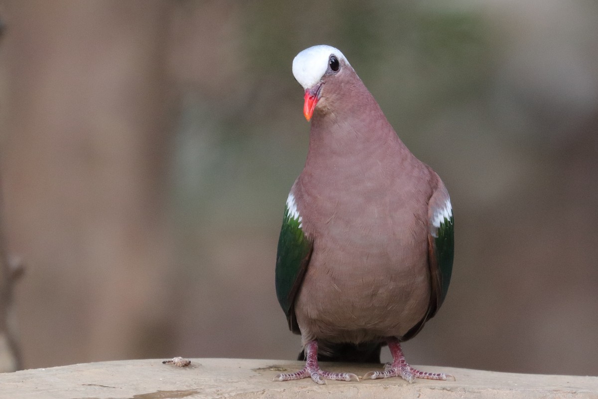 Asian Emerald Dove - ML139067611