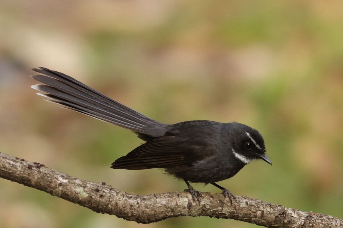White-throated Fantail - Bhargavi U