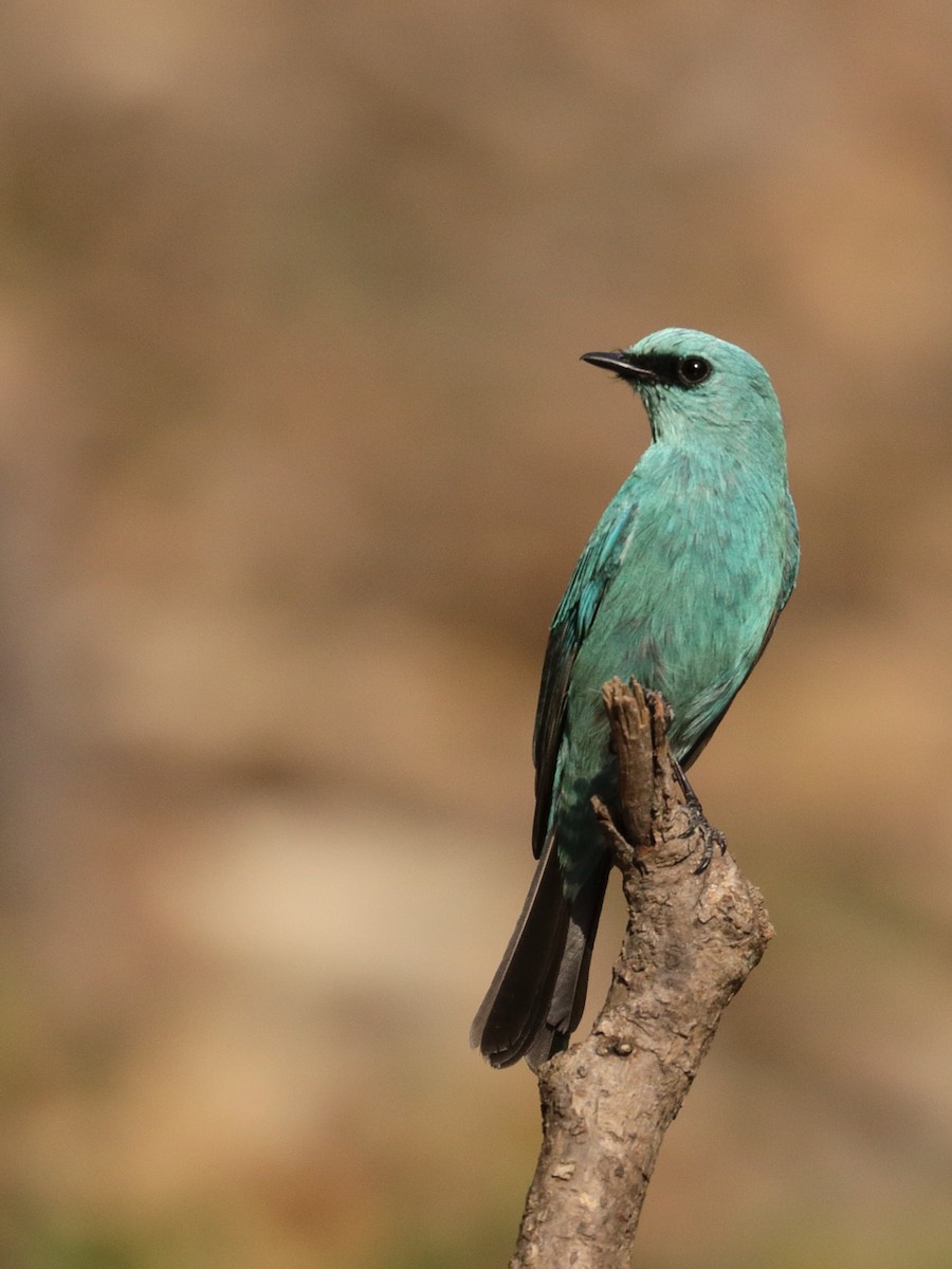 Verditer Flycatcher - ML139068391