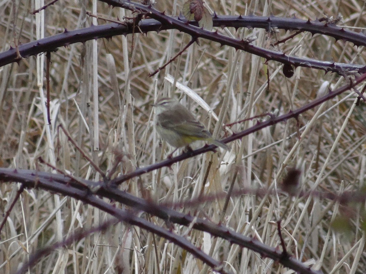 Palm Warbler - ML139069181