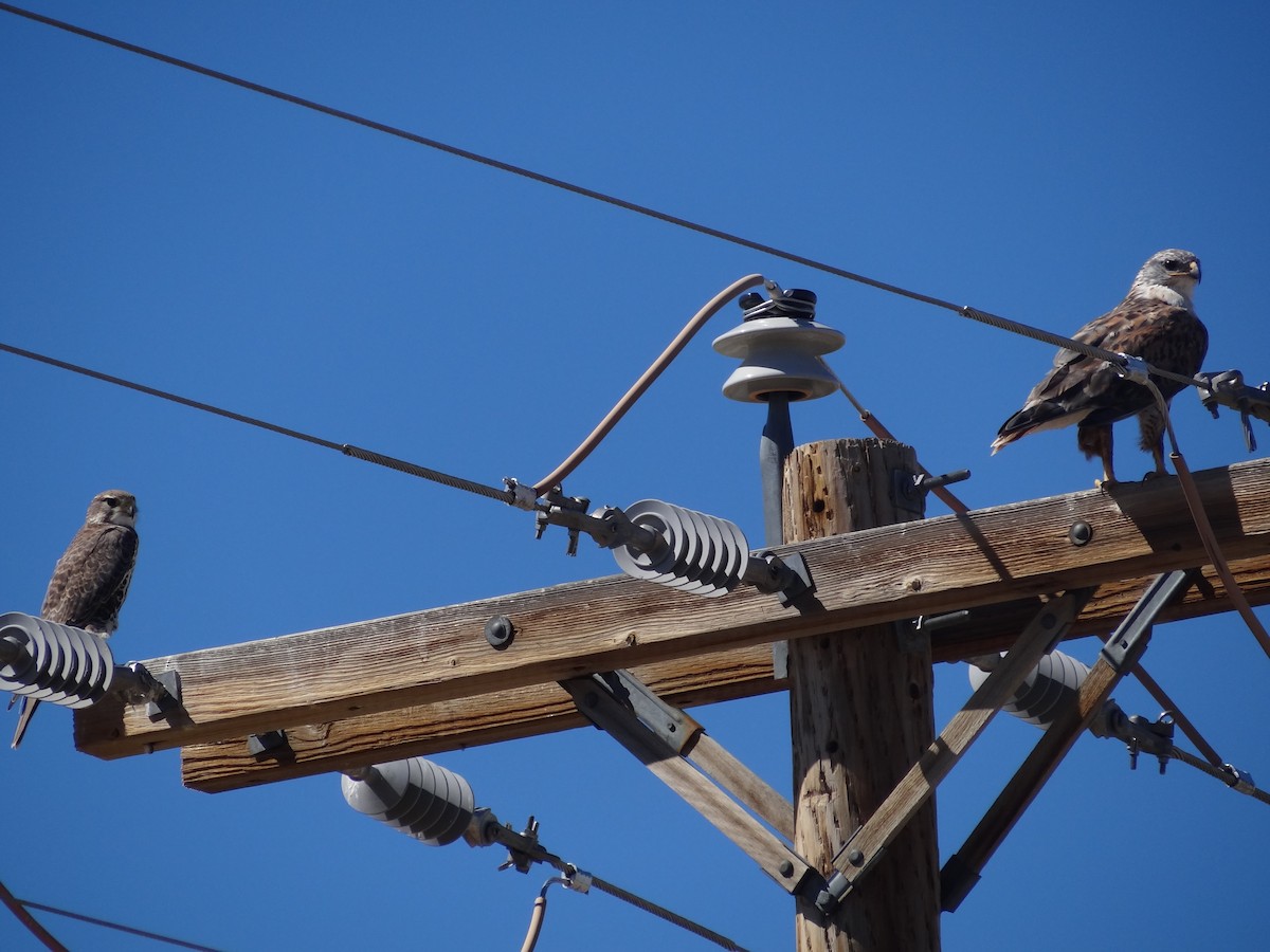 Ferruginous Hawk - ML139070131