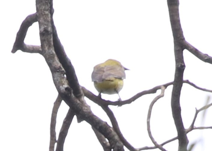 Eurasian Golden Oriole - ML139071921