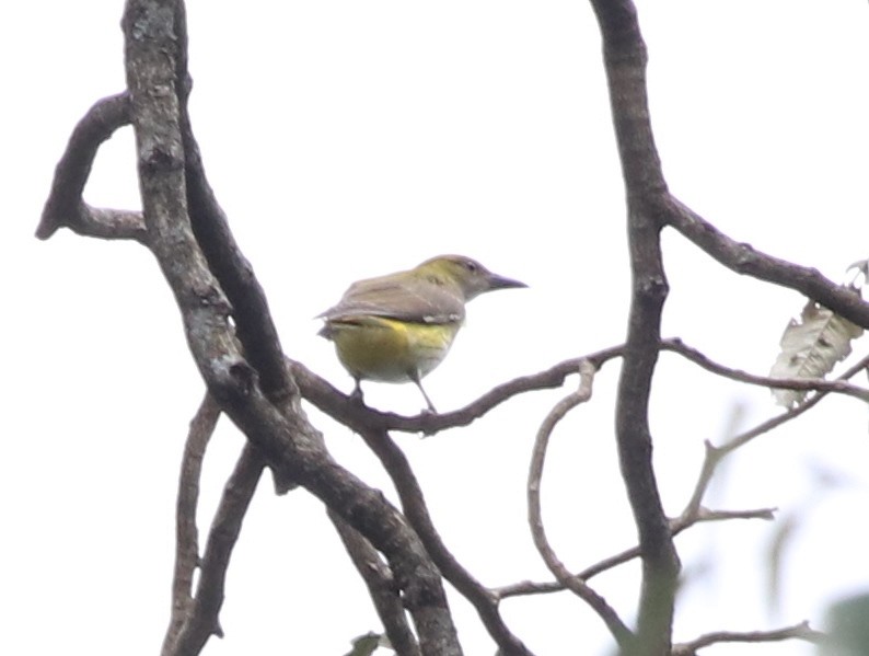 Eurasian Golden Oriole - ML139071931