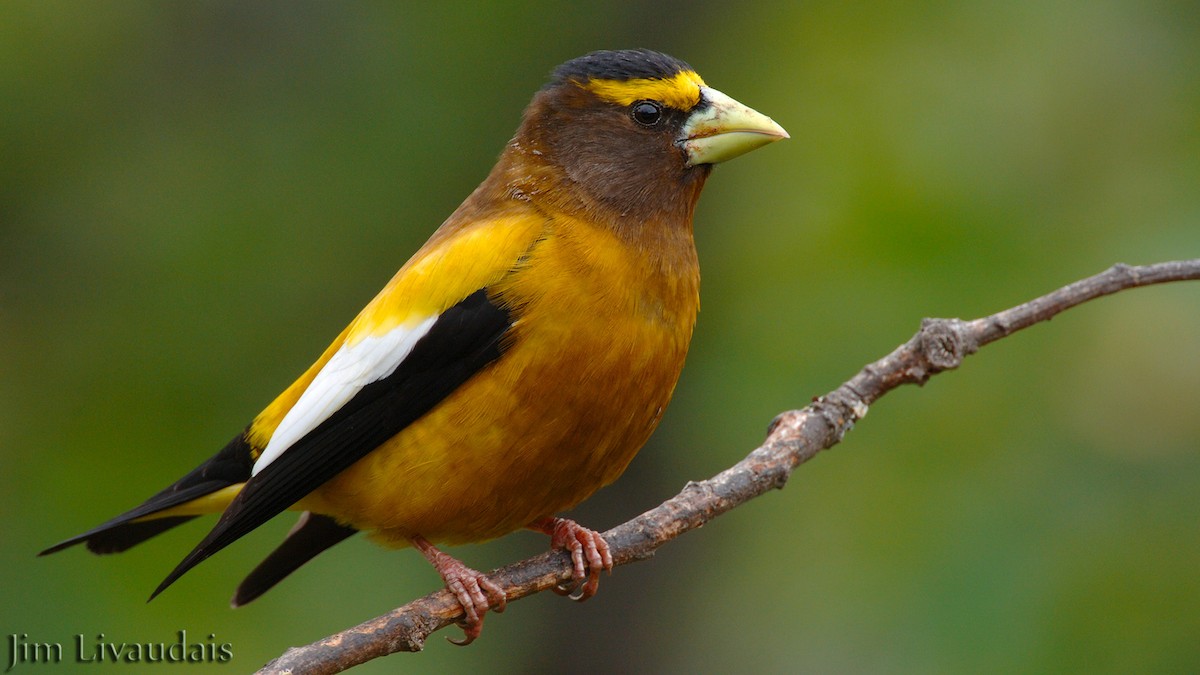 Evening Grosbeak - James Livaudais