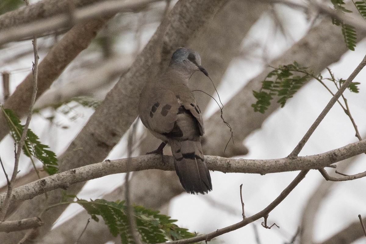 Black-billed Wood-Dove - ML139072921