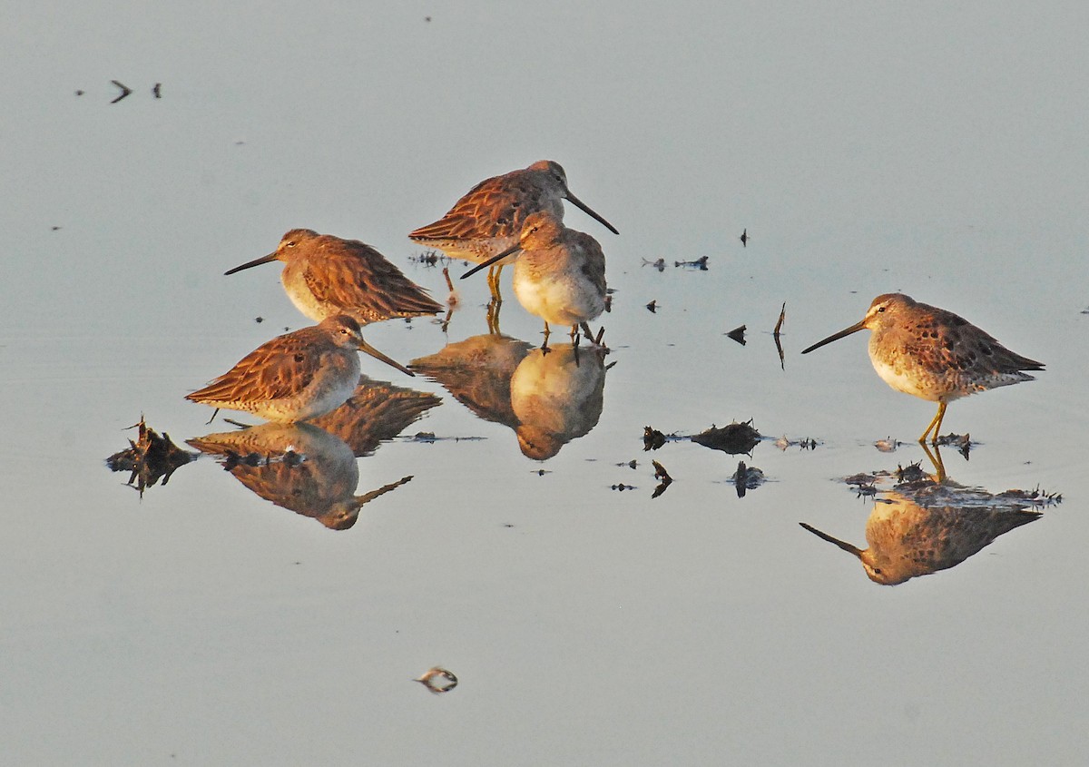 Неголь довгодзьобий - ML139073011