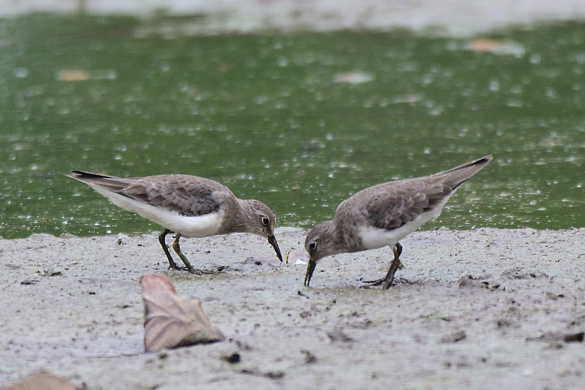 Temminck's Stint - ML139073241