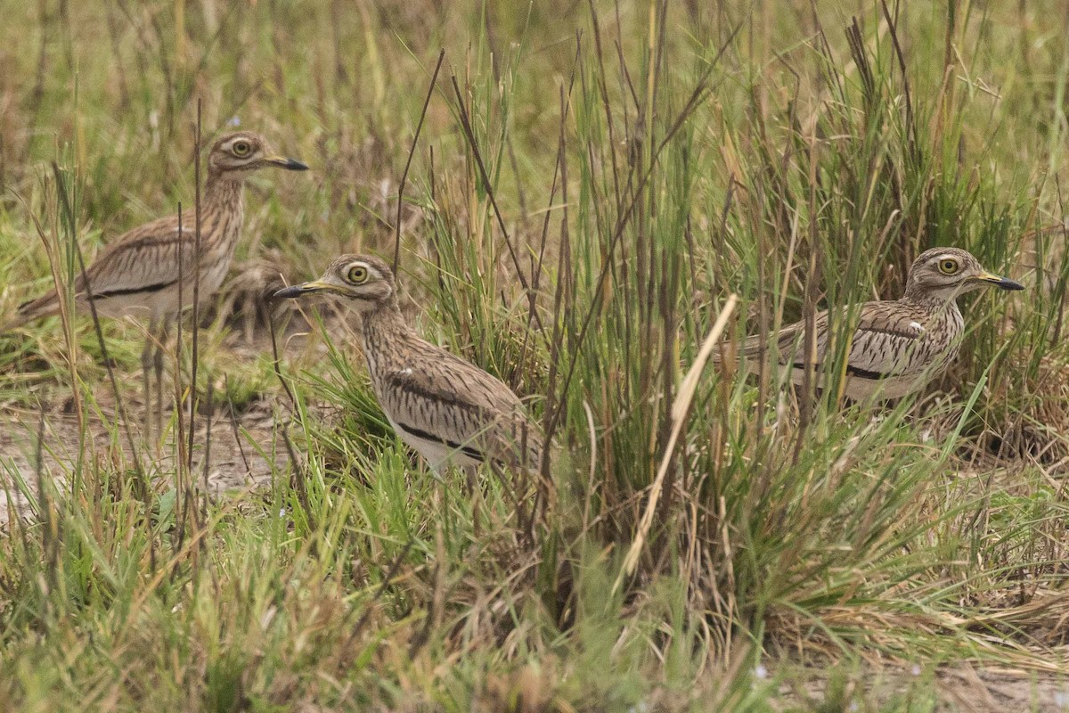 Senegal Thick-knee - Eric VanderWerf