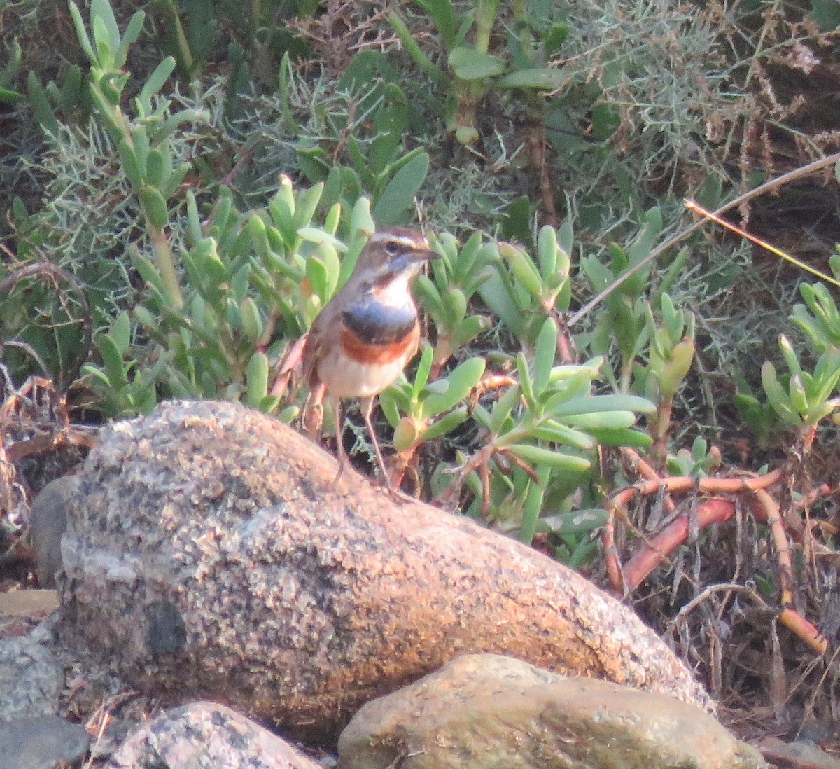 Bluethroat - ML139074841