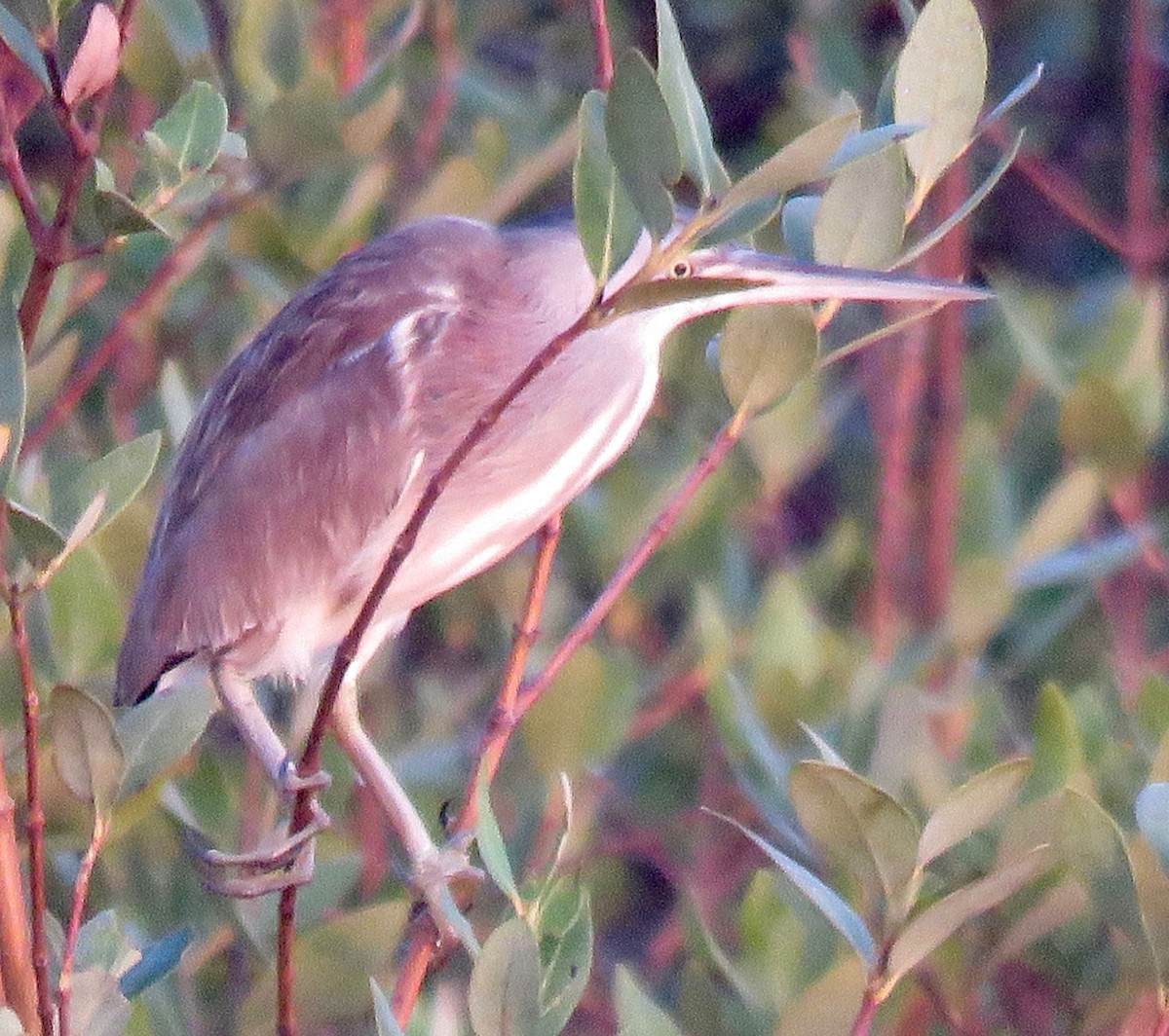 Yellow Bittern - ML139074871