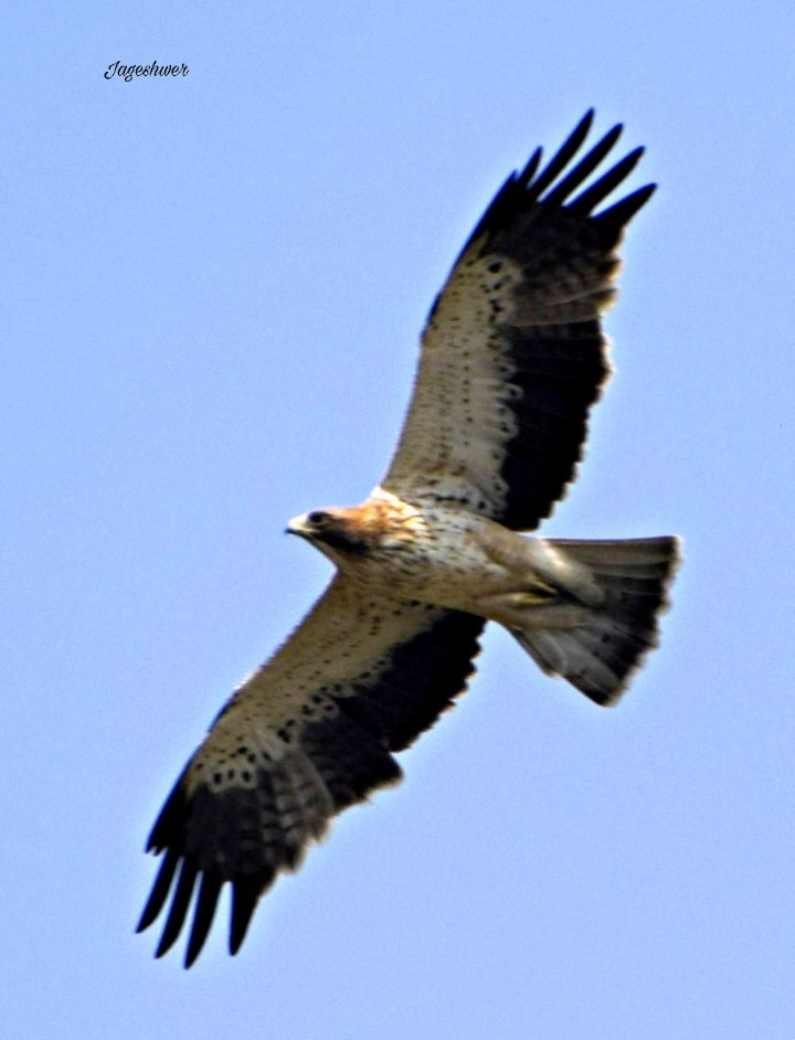 Aquila minore - ML139075201