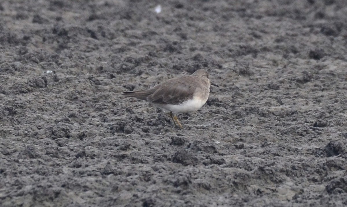 Temminck's Stint - ML139075261