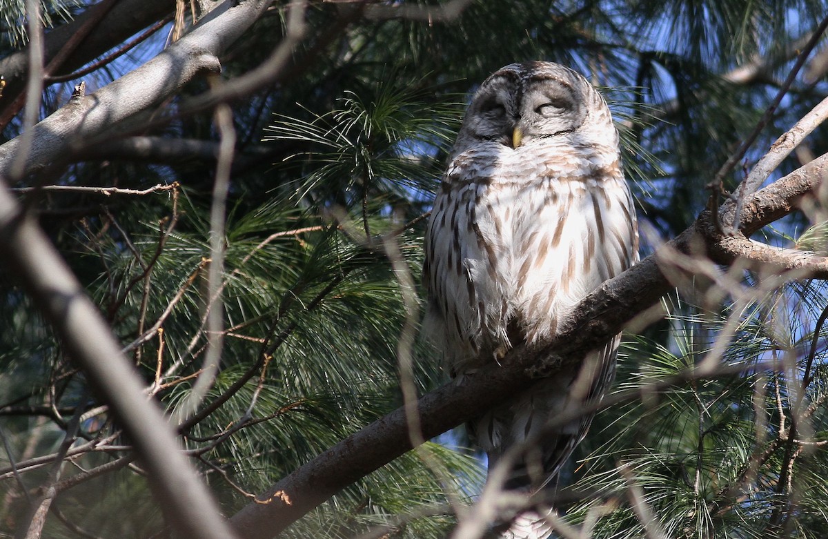 Barred Owl - ML139075331