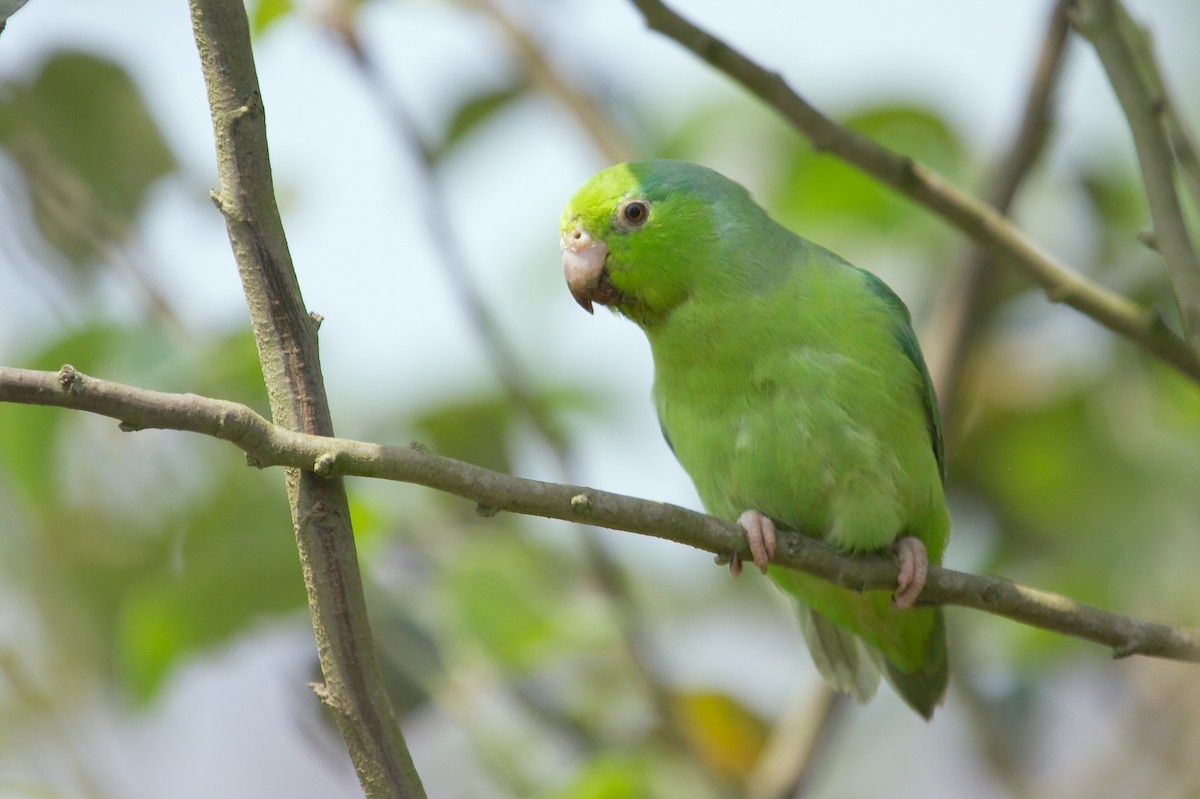 Pacific Parrotlet - ML139076271