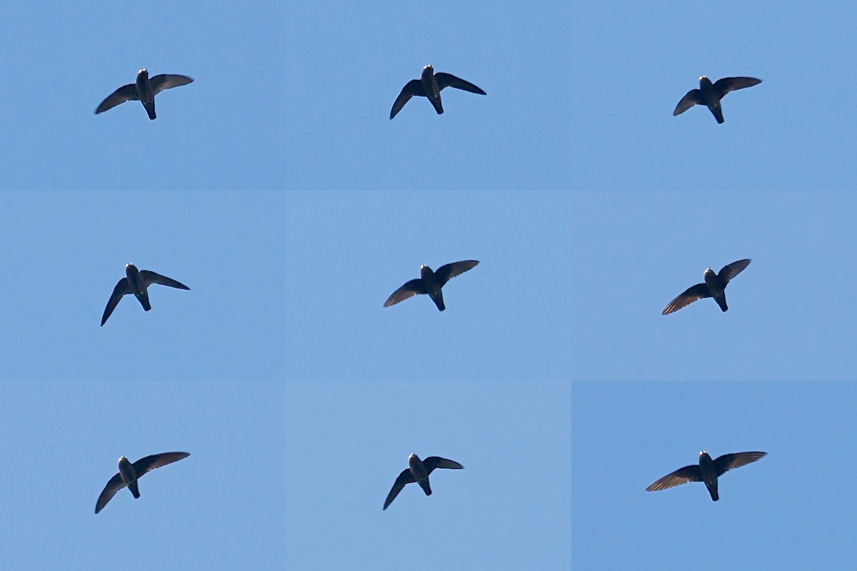 White-chinned Swift - Mike Andersen