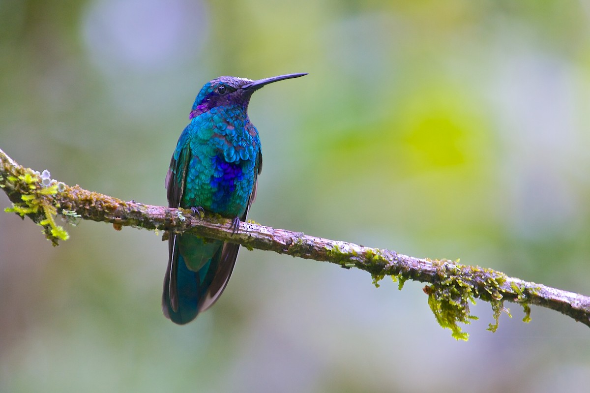 kolibřík modrolící - ML139076731