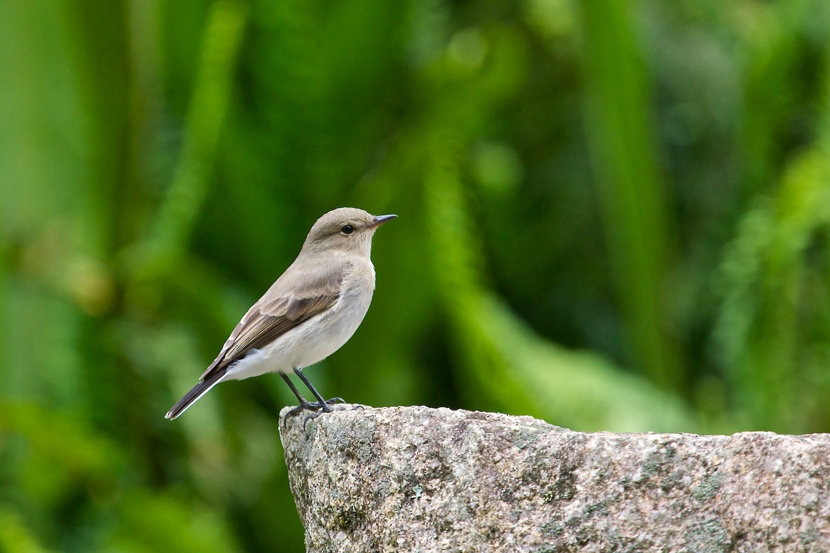 Little Ground-Tyrant - Mike Andersen