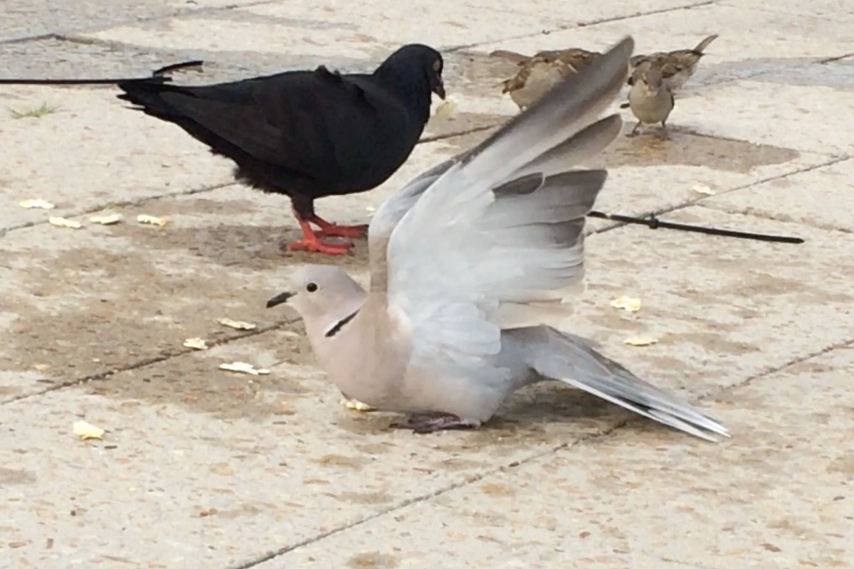 Eurasian Collared-Dove - ML139077401