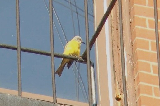 Couch's Kingbird - ML139077621