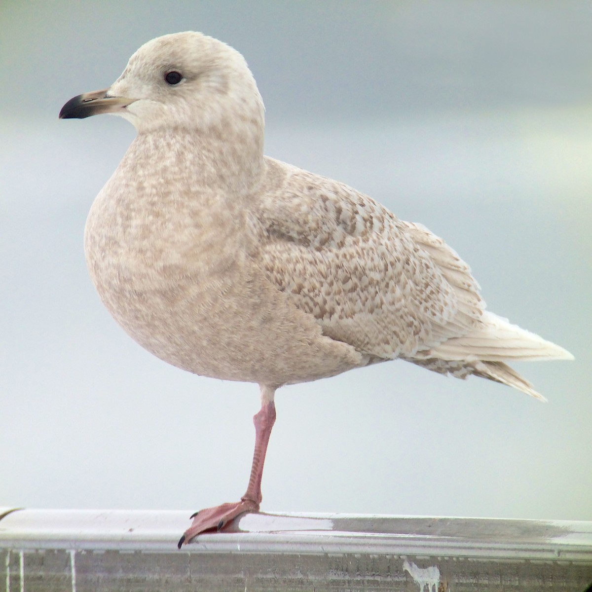 Iceland Gull (kumlieni/glaucoides) - ML139077641