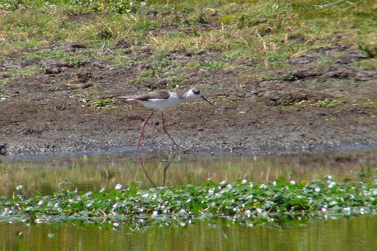 Black-necked Stilt (Black-necked) - ML139077941