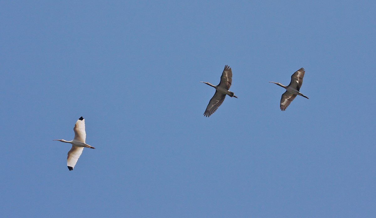 White Ibis - ML139078171