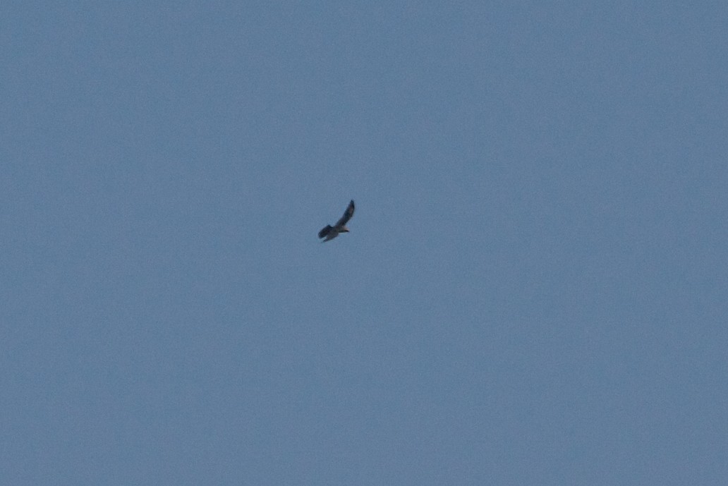 Mississippi Kite - ML139078211