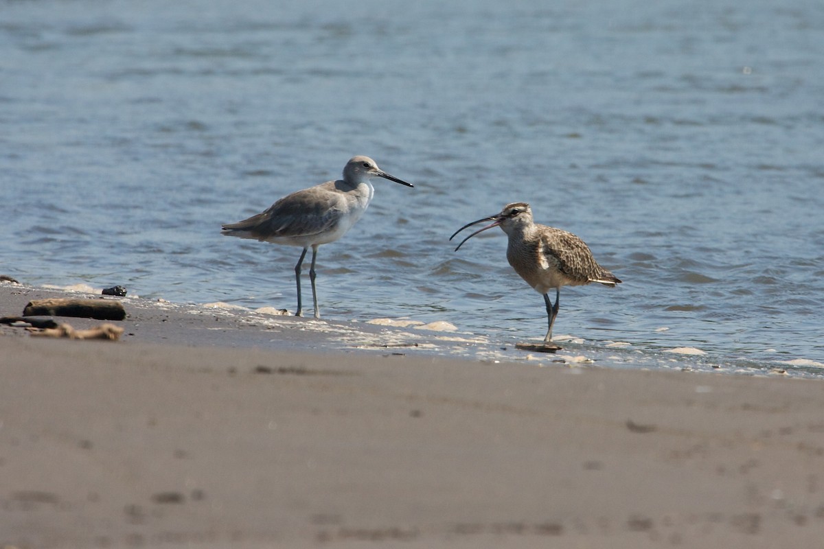 Whimbrel - ML139078241