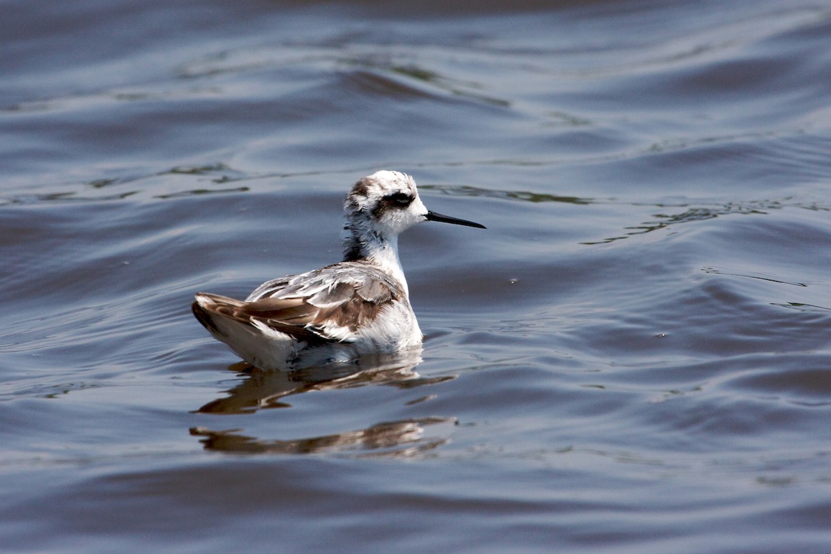 Red-necked Phalarope - ML139078281