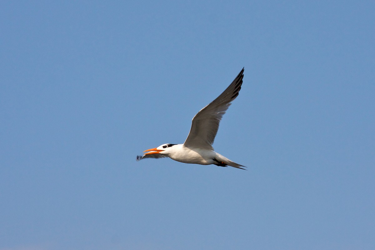 Royal Tern - ML139078291