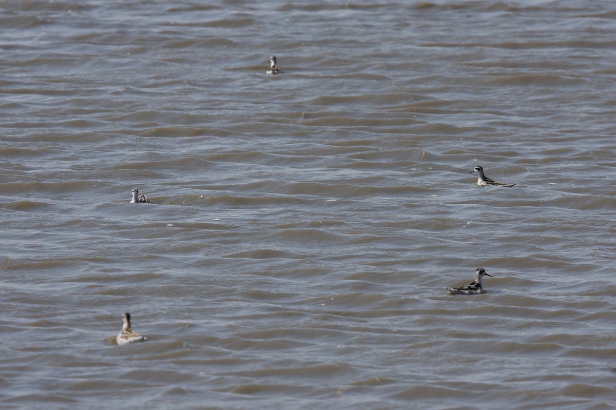 Red-necked Phalarope - ML139079211