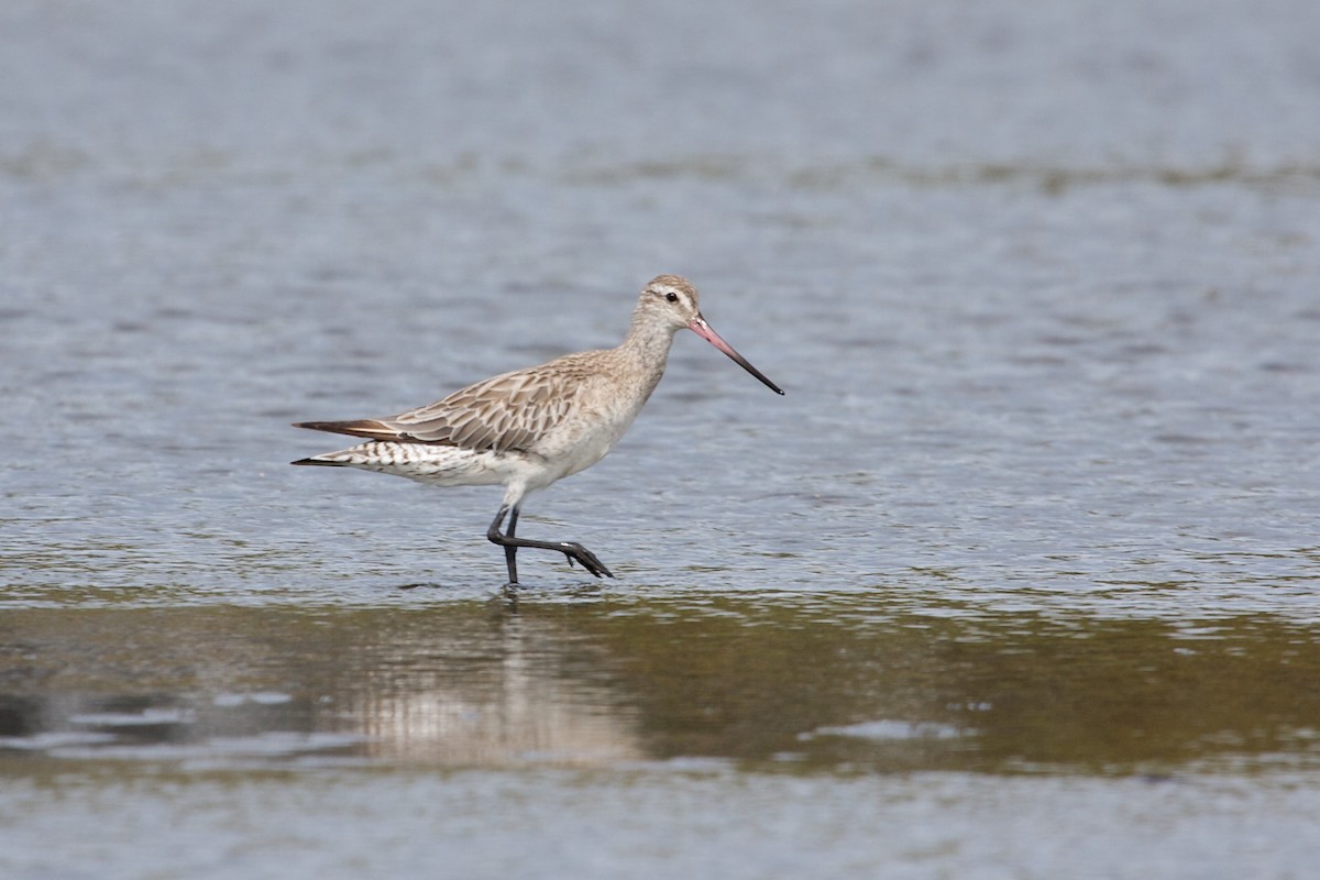 Bar-tailed Godwit - ML139079451