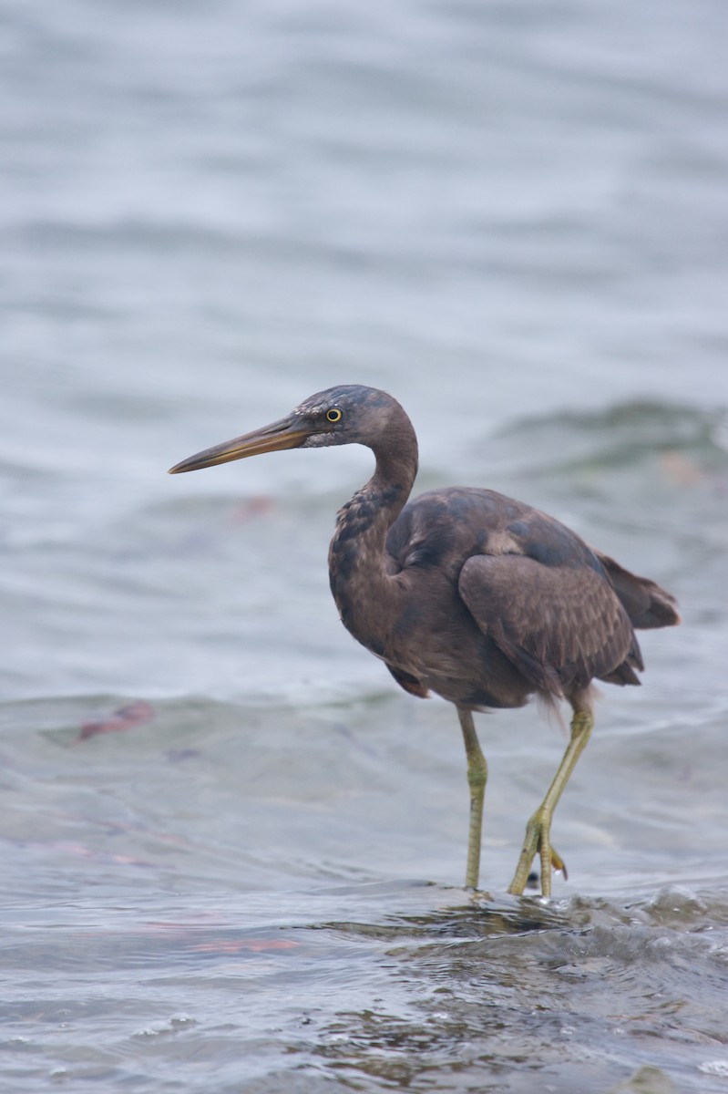 Pacific Reef-Heron - ML139079481