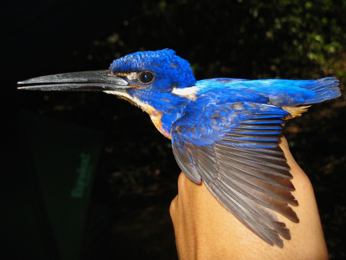Shining-blue Kingfisher - ML139079621