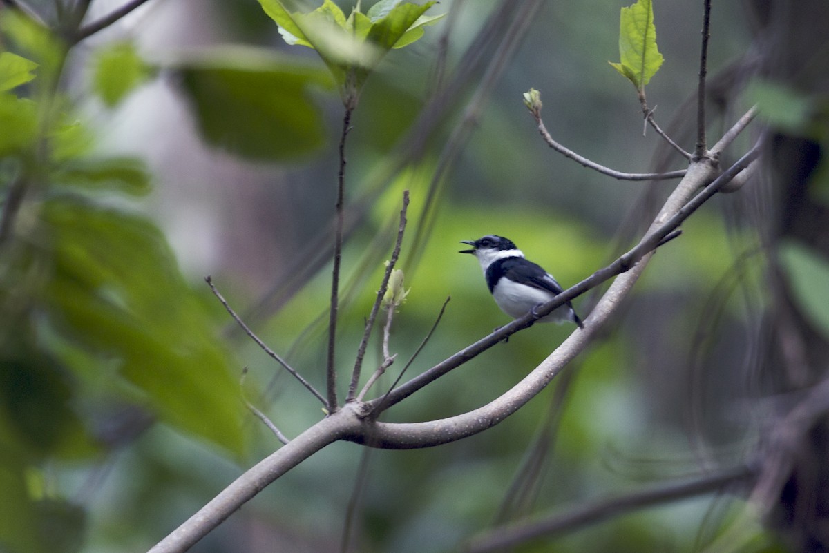 West African Wattle-eye - ML139079641