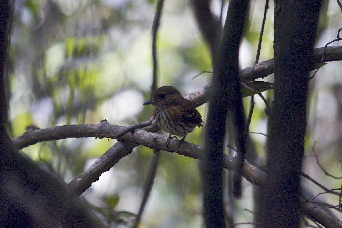 Rufous-sided Broadbill - ML139079651