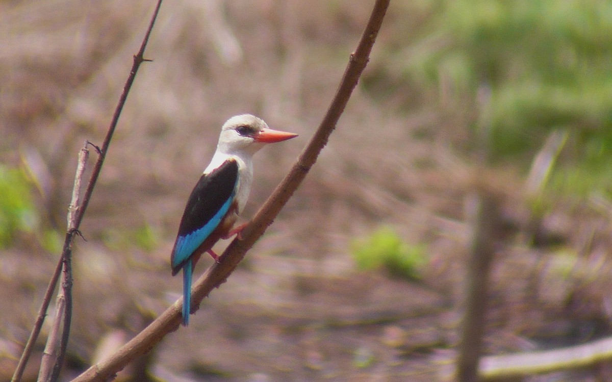 Gray-headed Kingfisher - ML139079661