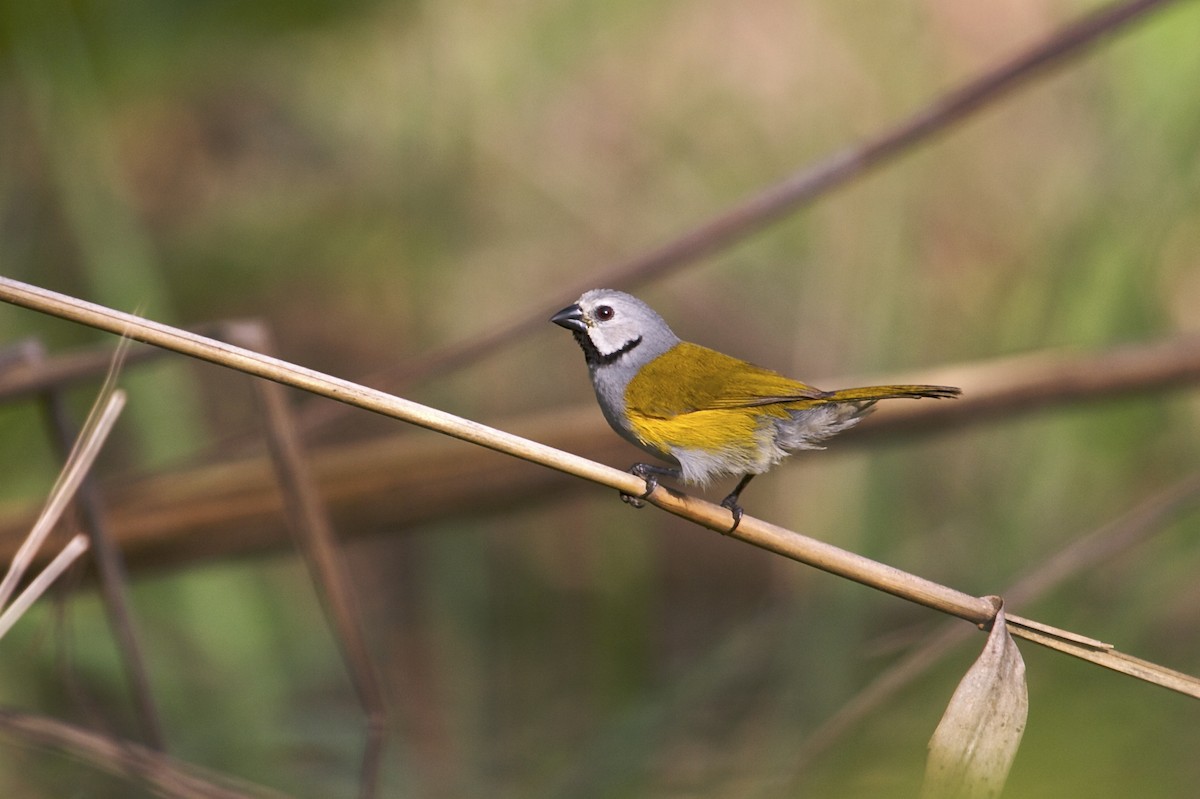 Gray-headed Oliveback - Mike Andersen