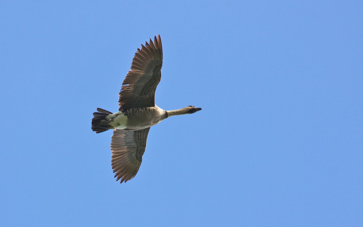 Hawaiian Goose - ML139080511