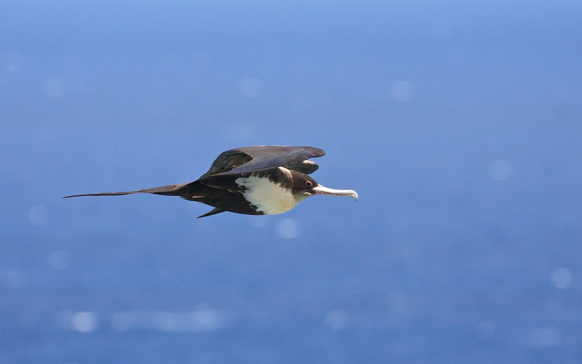 Great Frigatebird - ML139080531